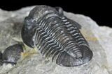 Bargain, Detailed Gerastos Trilobite Fossil - Morocco #145753-5